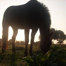 Anden særlig race Stella <'3 * solgt * 
