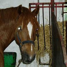 Anden særlig race TRISTHAN