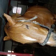 Anden særlig race TRISTHAN