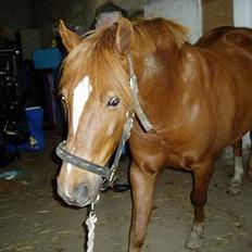 Anden særlig race TRISTHAN