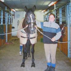 Dansk Varmblod Montana Engholm