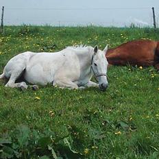 Fuldblod (XX) Cabochard xx