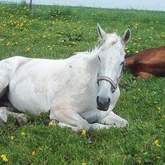 Fuldblod (XX) Cabochard xx