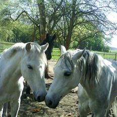 Welsh Pony (sec B) Lyngvejens Frajser R.I.P