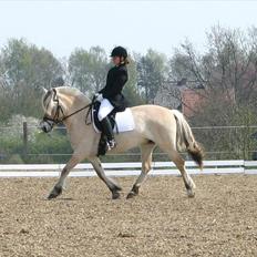 Fjordhest Glibings Fylla