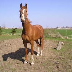 Frederiksborg Daisy (SOLGT)