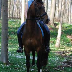 DSP schmeichel af svanegården