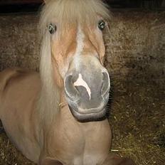 Anden særlig race  Danse Daisy <3