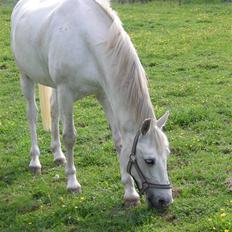 DSP Sokhøjgårds cabarè