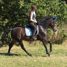 Anden særlig race Asa vav kit