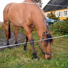 Anden særlig race Stjerne 