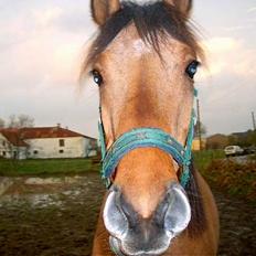Anden særlig race Stjerne 