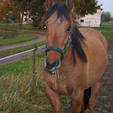 Anden særlig race Stjerne 