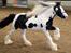 Irish Cob Igors Riain of April STER - Flot man