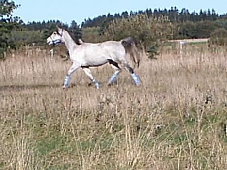 Arabisk fuldblod (OX) Pashas EnaYa OX R.I.P. billede 10