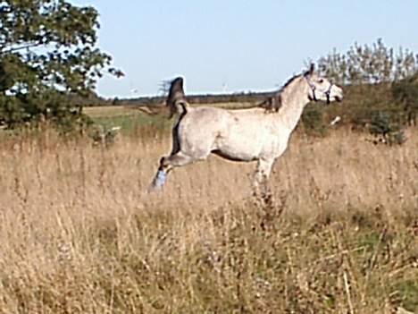 Arabisk fuldblod (OX) Pashas EnaYa OX R.I.P. billede 11