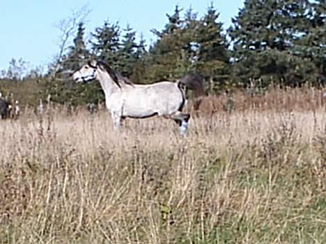 Arabisk fuldblod (OX) Pashas EnaYa OX R.I.P. billede 12