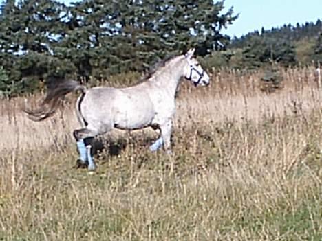 Arabisk fuldblod (OX) Pashas EnaYa OX R.I.P. billede 13