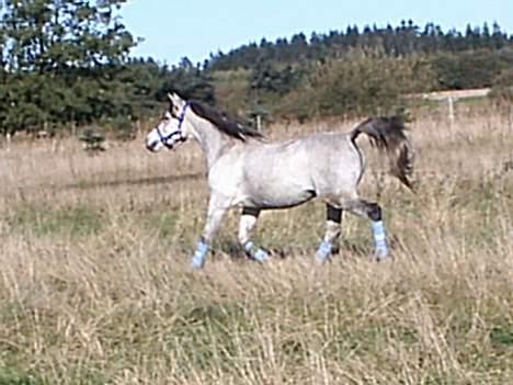 Arabisk fuldblod (OX) Pashas EnaYa OX R.I.P. billede 14