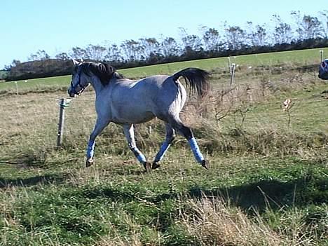 Arabisk fuldblod (OX) Pashas EnaYa OX R.I.P. billede 2