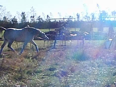 Arabisk fuldblod (OX) Pashas EnaYa OX R.I.P. billede 6