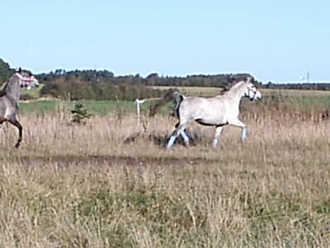 Arabisk fuldblod (OX) Pashas EnaYa OX R.I.P. billede 1