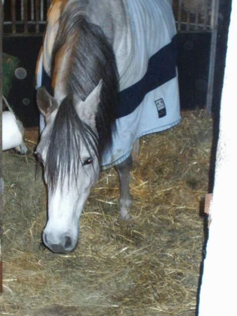 Arabisk fuldblod (OX) Pashas EnaYa OX R.I.P. billede 15