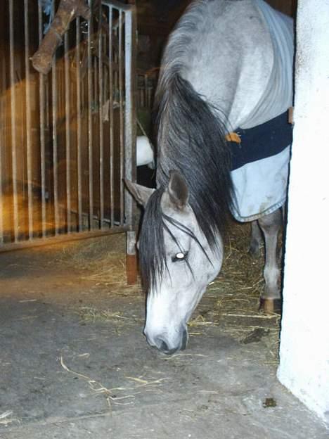 Arabisk fuldblod (OX) Pashas EnaYa OX R.I.P. billede 16