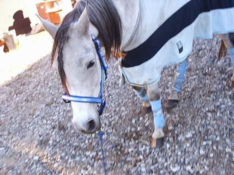 Arabisk fuldblod (OX) Pashas EnaYa OX R.I.P. billede 17