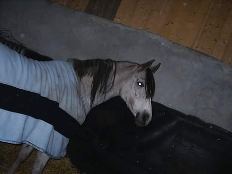 Arabisk fuldblod (OX) Pashas EnaYa OX R.I.P. billede 18