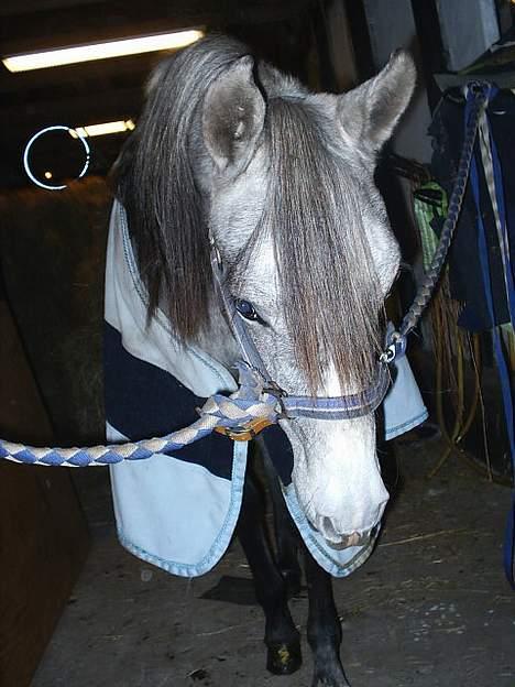 Arabisk fuldblod (OX) *solgt* extream Lady - Da hun ikke var så gammel endnu =) billede 4