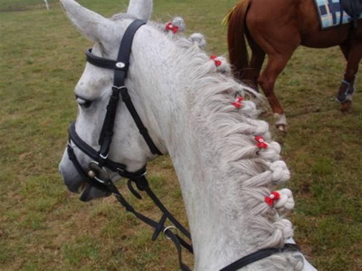 Arabisk fuldblod (OX) *solgt* extream Lady billede 5