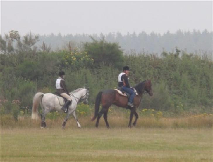 Arabisk fuldblod (OX) *solgt* extream Lady - distance ridning 22km 2009 billede 2