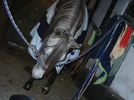 Arabisk fuldblod (OX) *solgt* extream Lady - Da hun ikke var så gammel endnu =P billede 6