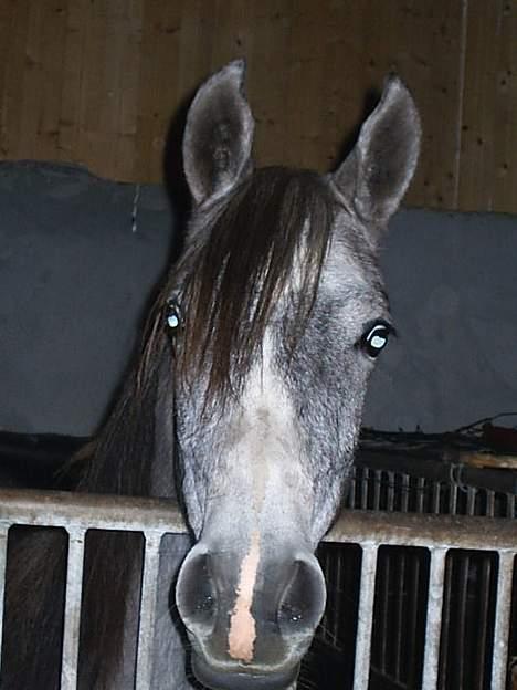 Arabisk fuldblod (OX) *solgt* extream Lady - Ikke ret gammel men sød :) billede 7