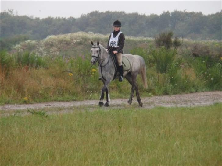 Arabisk fuldblod (OX) *solgt* extream Lady - 2009 til distance ridning 22km Sridtet de sidste 4 km for at hun ikke skulle komme ind på førtid :) billede 1