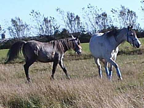 Arabisk fuldblod (OX) *solgt* extream Lady billede 8