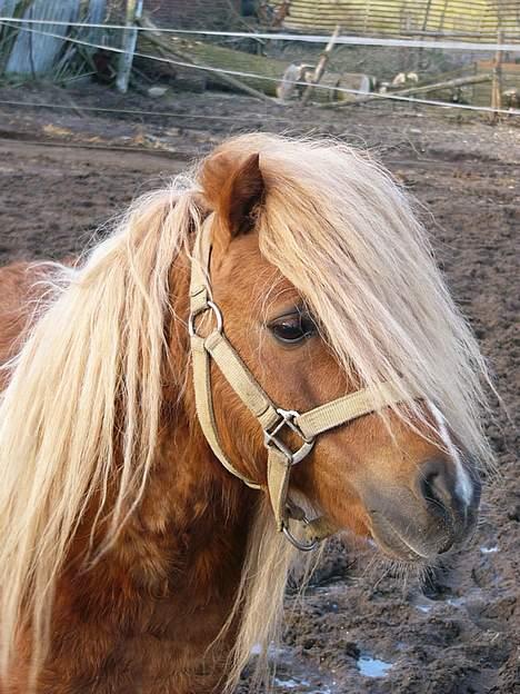 Pinto Baron (Solgt) billede 7