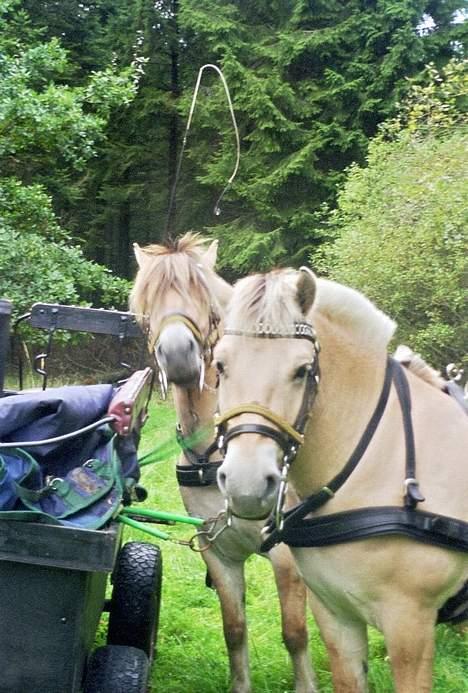 Fjordhest Bella (Død d.19-02 2014) billede 12