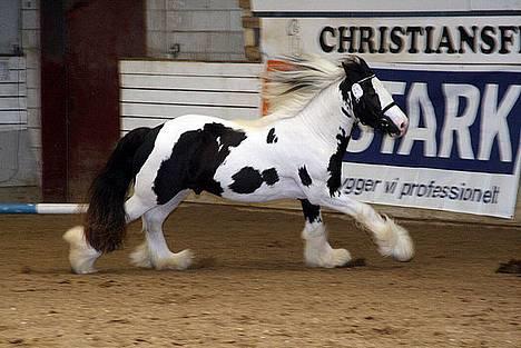 Irish Cob Igors Riain of April STER - Riain får frit løb billede 15