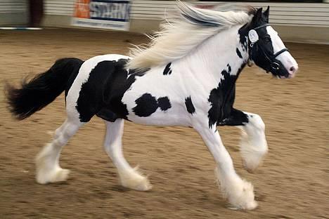 Irish Cob Igors Riain of April STER - Flot man billede 16