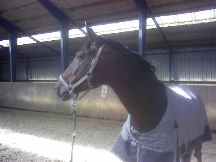 Anden særlig race Christiansmineds Medley - den smukkeste.. billede 1