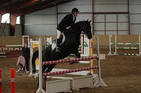 Anglo Araber (AA) Strauss aa - Hop :D billede 15