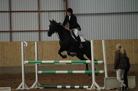 Anglo Araber (AA) Strauss aa - Hop :D billede 16