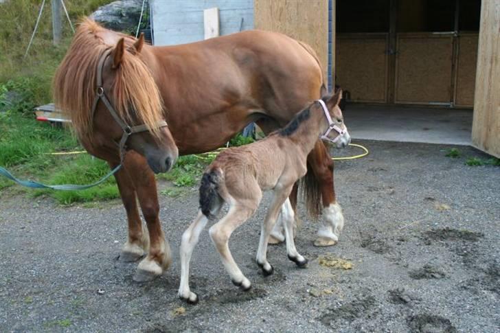 Koldblodstraver <3Werven Mari<3 (Solgt) - Mor o g datter den første dagen<3 billede 1