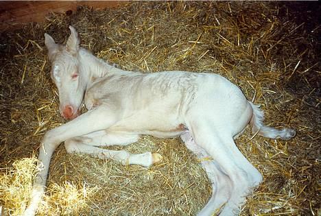 Palomino Moonhaze Silver Spiral - Curly som baby - SE lige den lyserøde mule - en rigtig stjerne er født!! billede 6