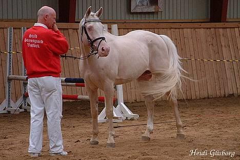 Palomino Moonhaze Silver Spiral - Kåret med 8 helhed, fløjhingst :D billede 7