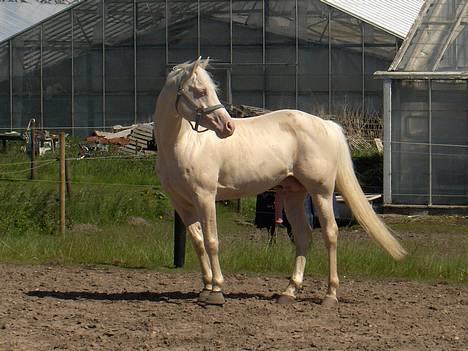 Palomino Moonhaze Silver Spiral - Curly på folden, en sommerdag :) billede 13