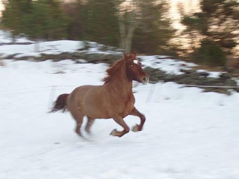 Koldblodstraver <3Werven Mari<3 (Solgt) - Galopp gjennom snøen...Koser seg nok der ho springer<2 =) billede 19