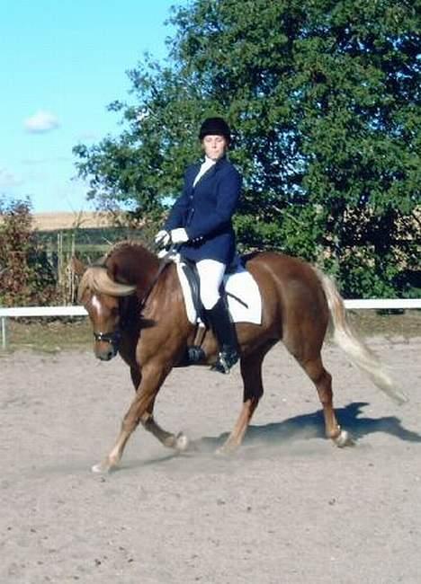 New Forest Labbenhus Peter Pan solgt billede 17